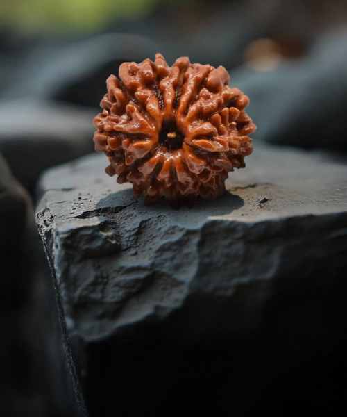 11 Mukhi Rudraksha