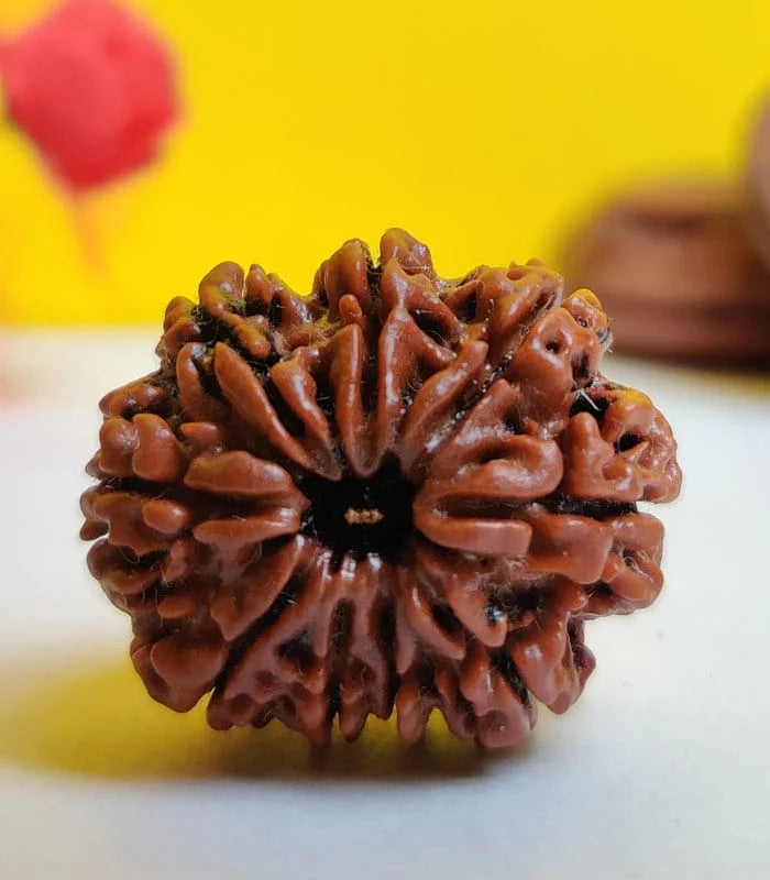 9 Mukhi Rudraksha – Powerful Bead for Energy, Fearlessness & Shakti