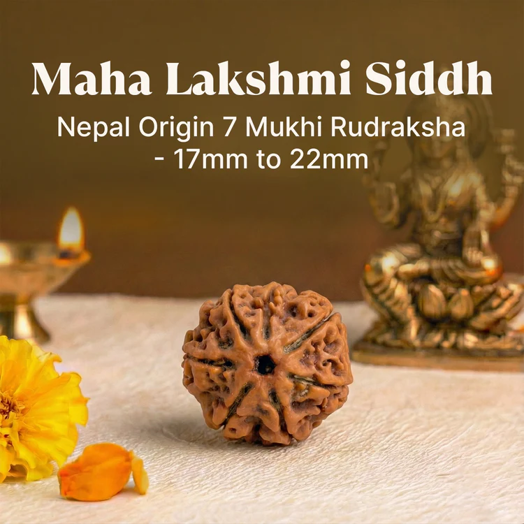 7 Mukhi Rudraksha