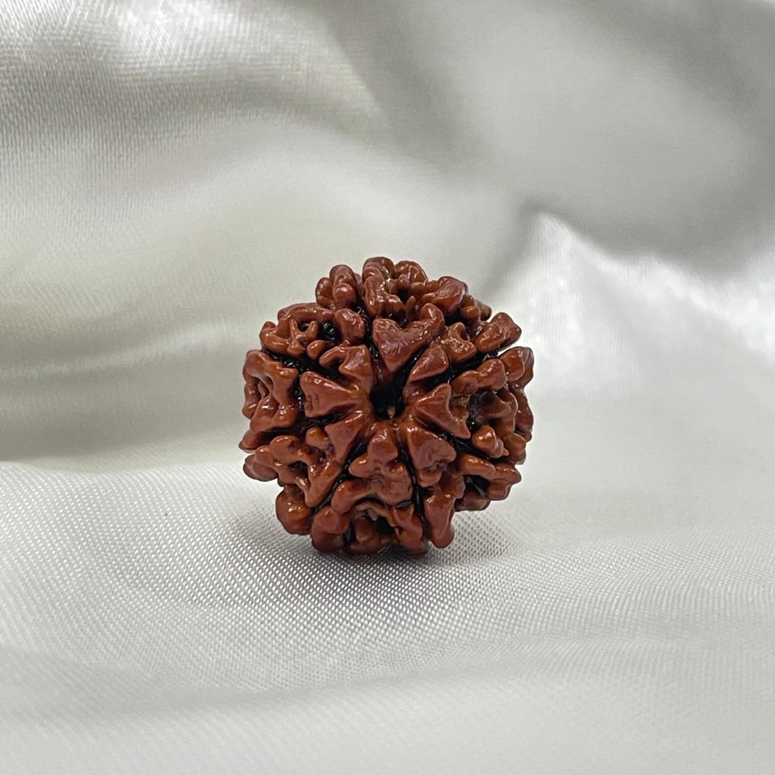 Buy 8 Mukhi Rudraksha Online | Original & Energized – Suvich