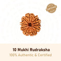 10 Mukhi Rudraksha