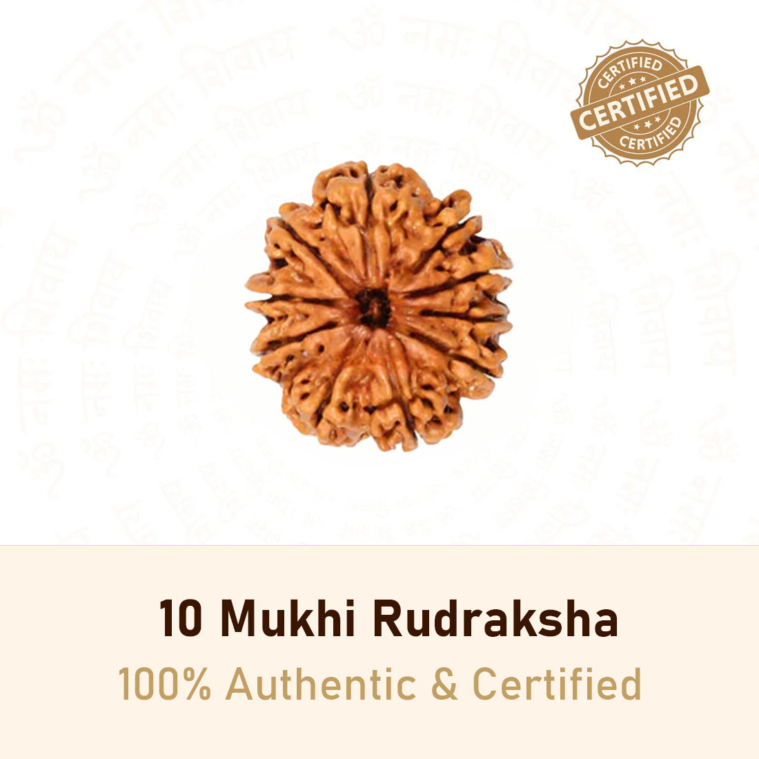 10 Mukhi Rudraksha