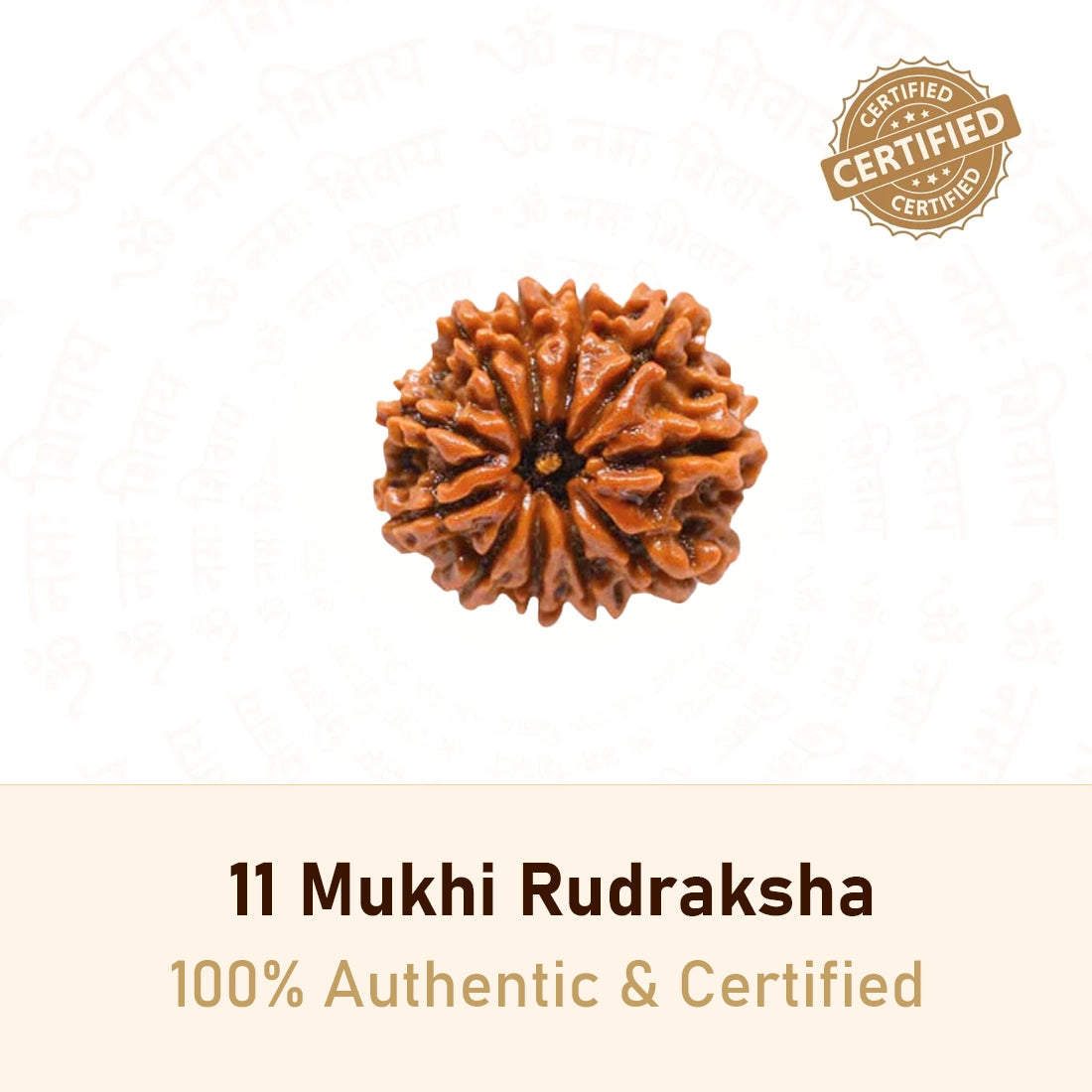 11 Mukhi Rudraksha