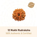 12 Mukhi Rudraksha,