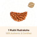 1 Mukhi Rudraksha