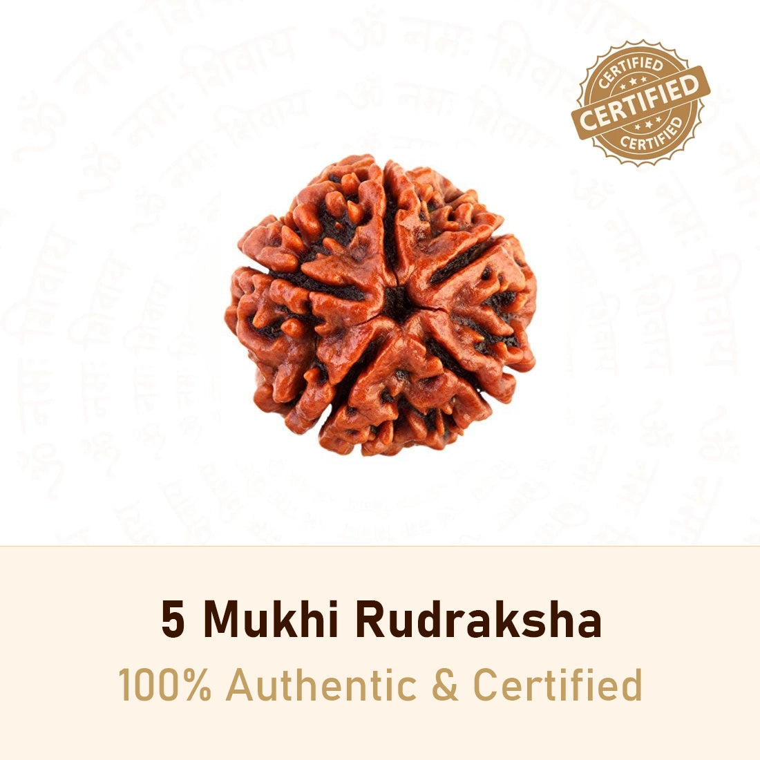 5 Mukhi Rudraksha
