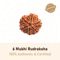 6 Mukhi Rudraksha