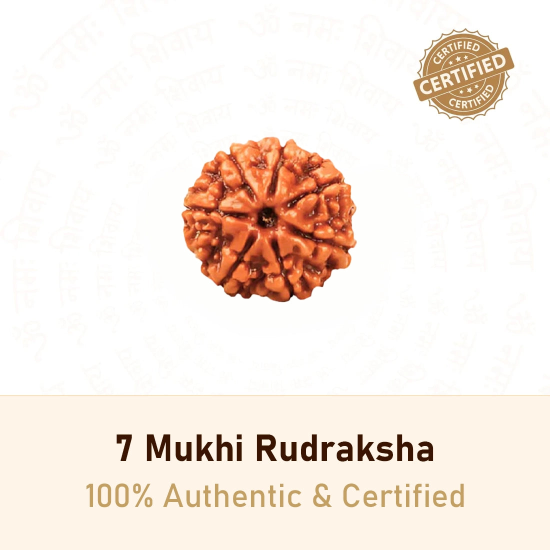 7 Mukhi Rudraksha